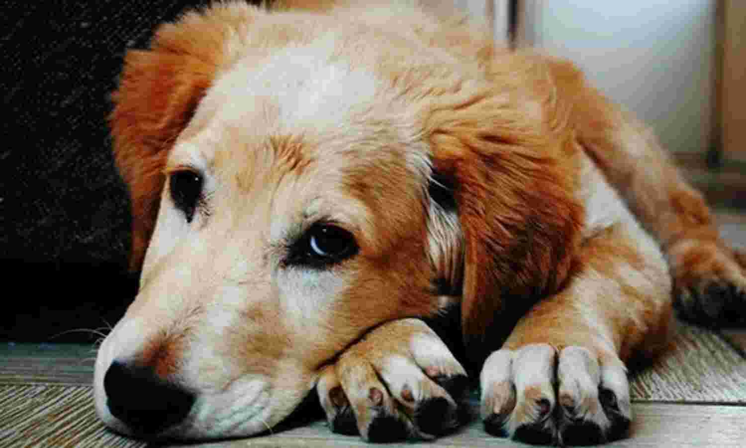 Police nodal officer to coordinate with TN Animal Welfare Board