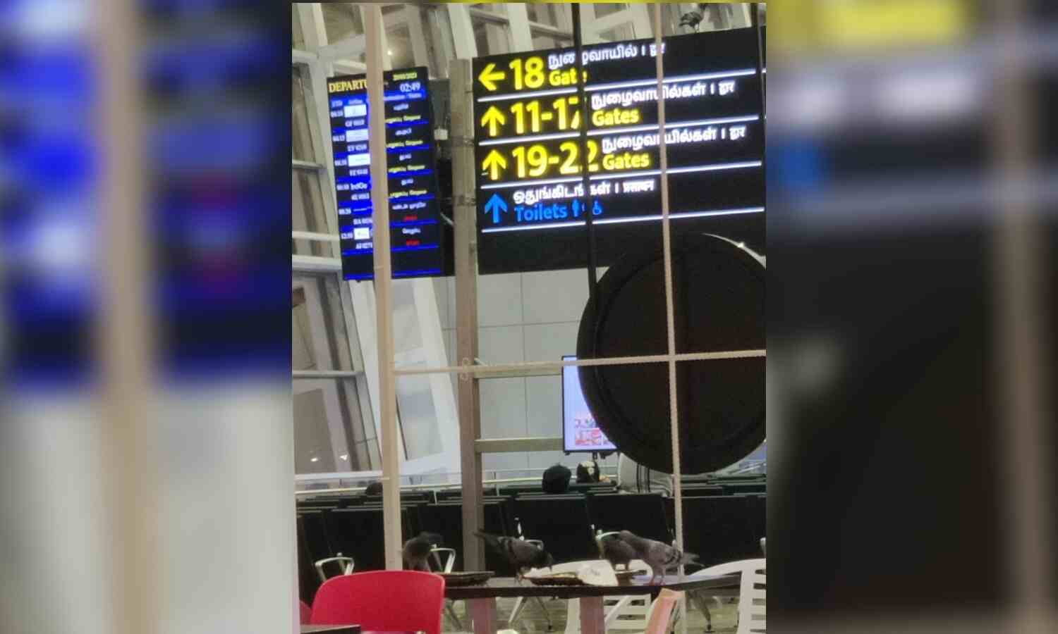 Pigeon menace hits food court at Chennai airport