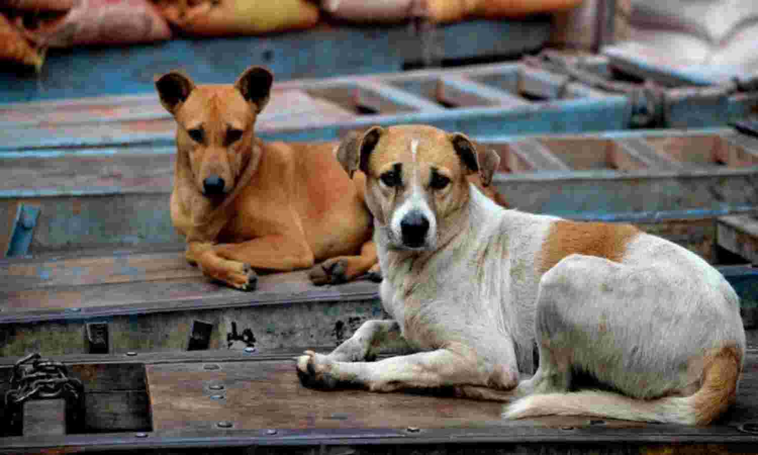 Chennai to get 11 new vehicles to catch stray dogs, cattle