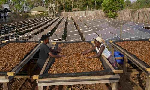 As warming climate hammers coffee crops, South Sudan tests tougher species