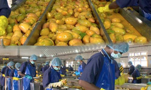 Raw deal for farmers in TNs mango hub as companies cut pulp content in soft drinks