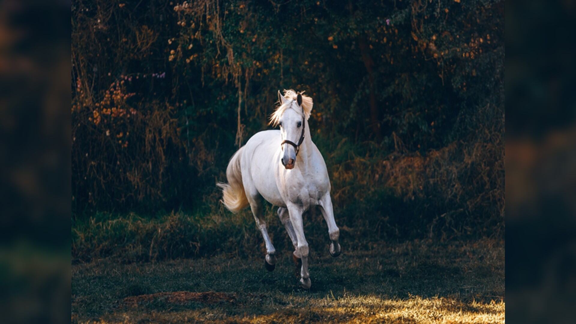 Horse dies on set of The Lord of the Rings: The Rings of Power